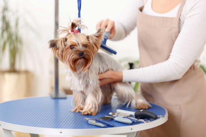 Experts help your pets to groom better