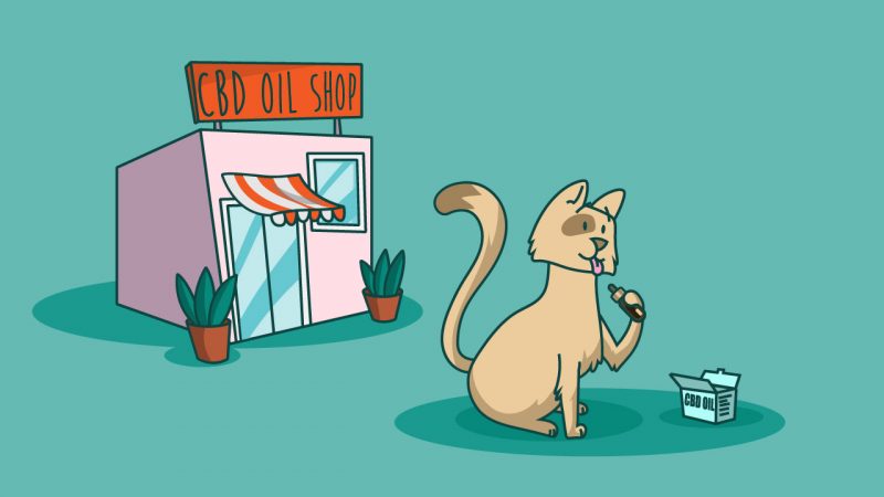 CBD oil – Things you need to know before using for cats