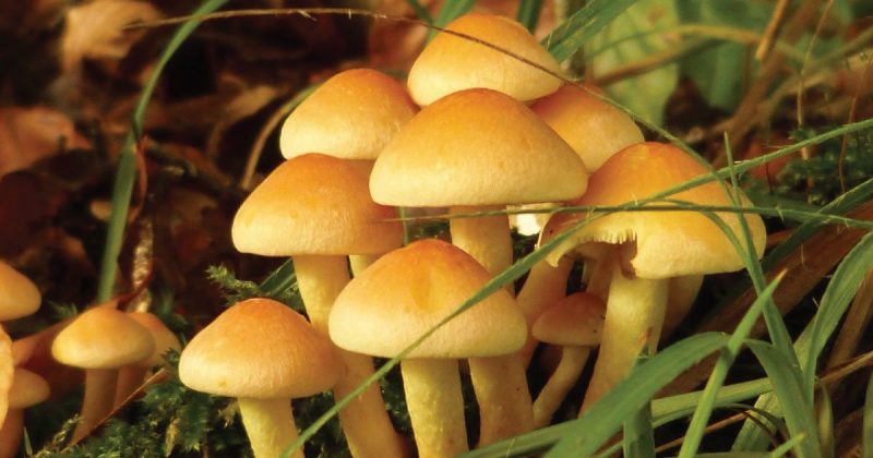 What do you need to know about magic mushrooms?