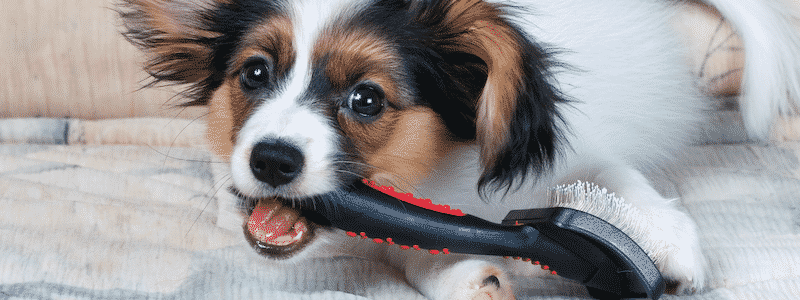 Best services are offered by the groomers so you can ensure to take care of your pets.