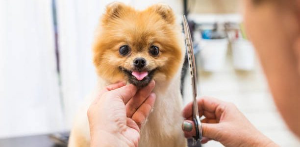 The vital care for the pets
