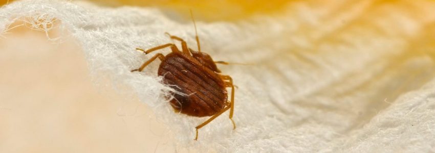 How to remove the bed bugs with an economical way?