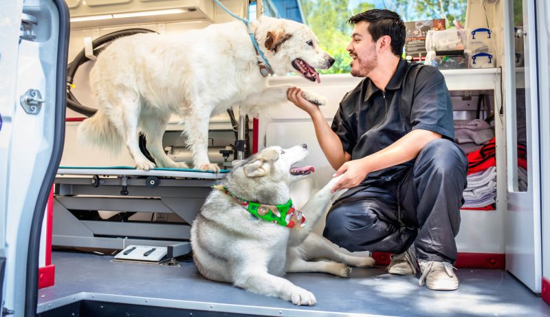 Mobile Dog Grooming Offers Some Privileges