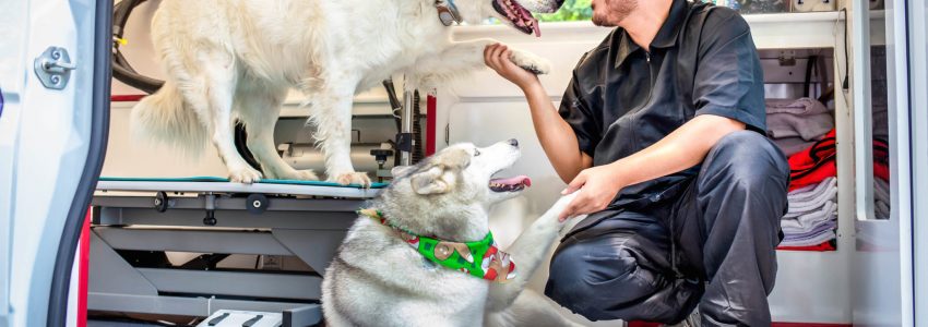 Mobile Dog Grooming Offers Some Privileges