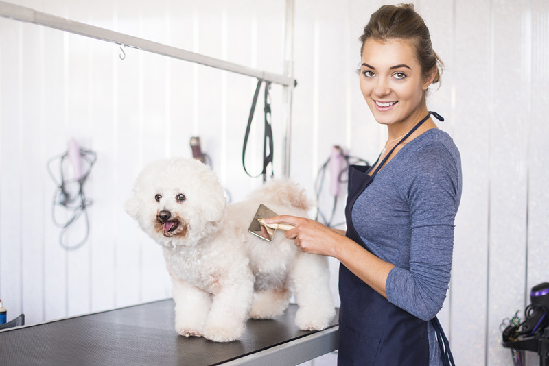 How to Find A Professional Dog Grooming services in Coral Springs