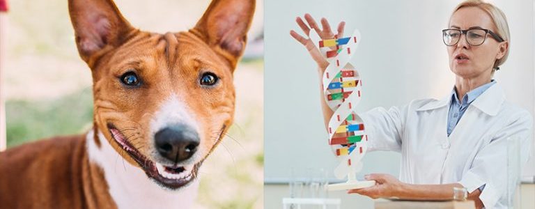 Things To Know About A Dog DNA Kit