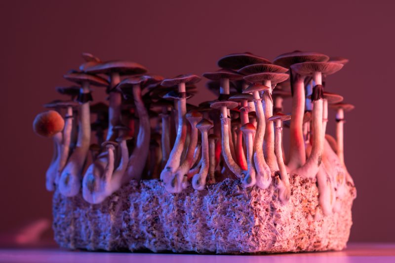 Unlocking the Psychedelic Oasis: Magic Mushroom Dispensaries and Where to Buy Magic Mushroom Gummies in Canada